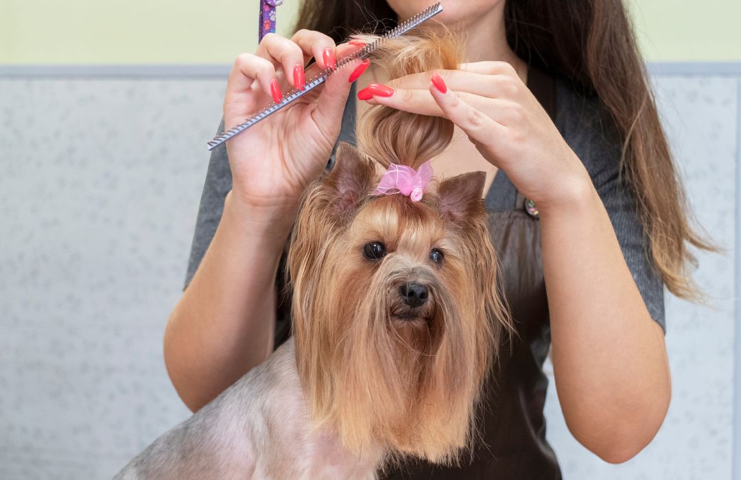 A person combing a dog's hair