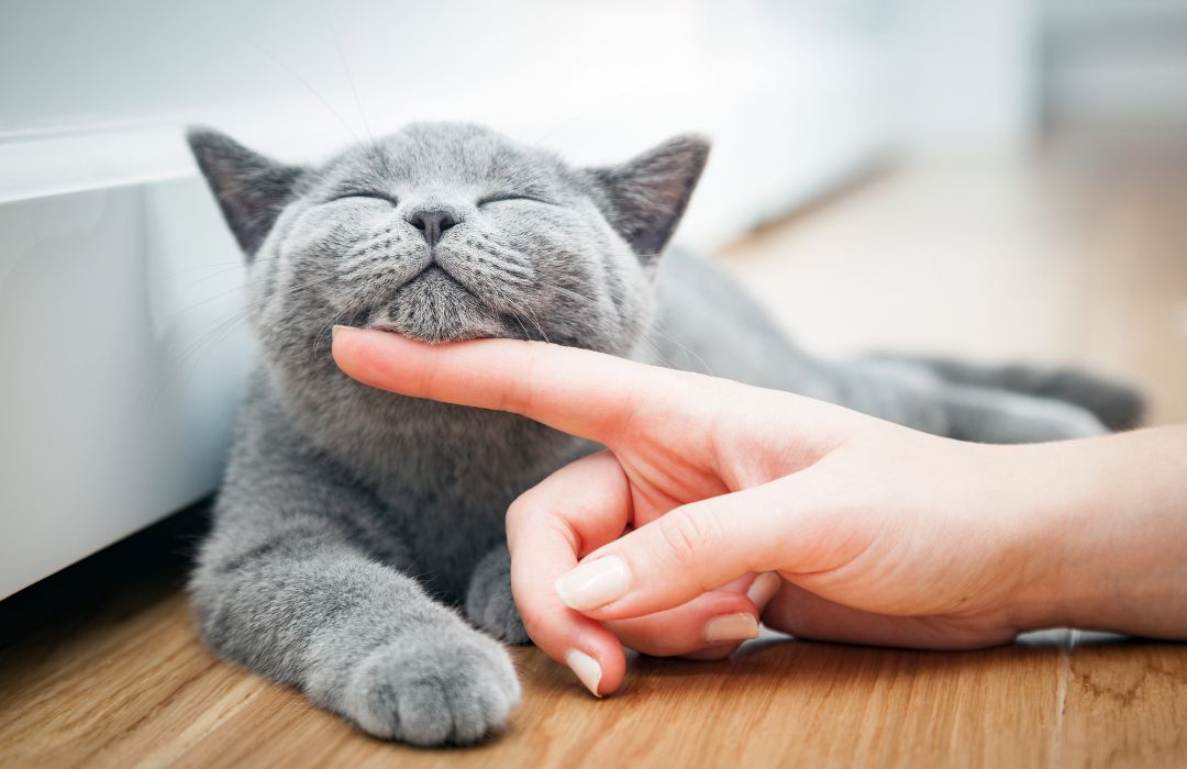 A cat's face being stroked by a person's hand