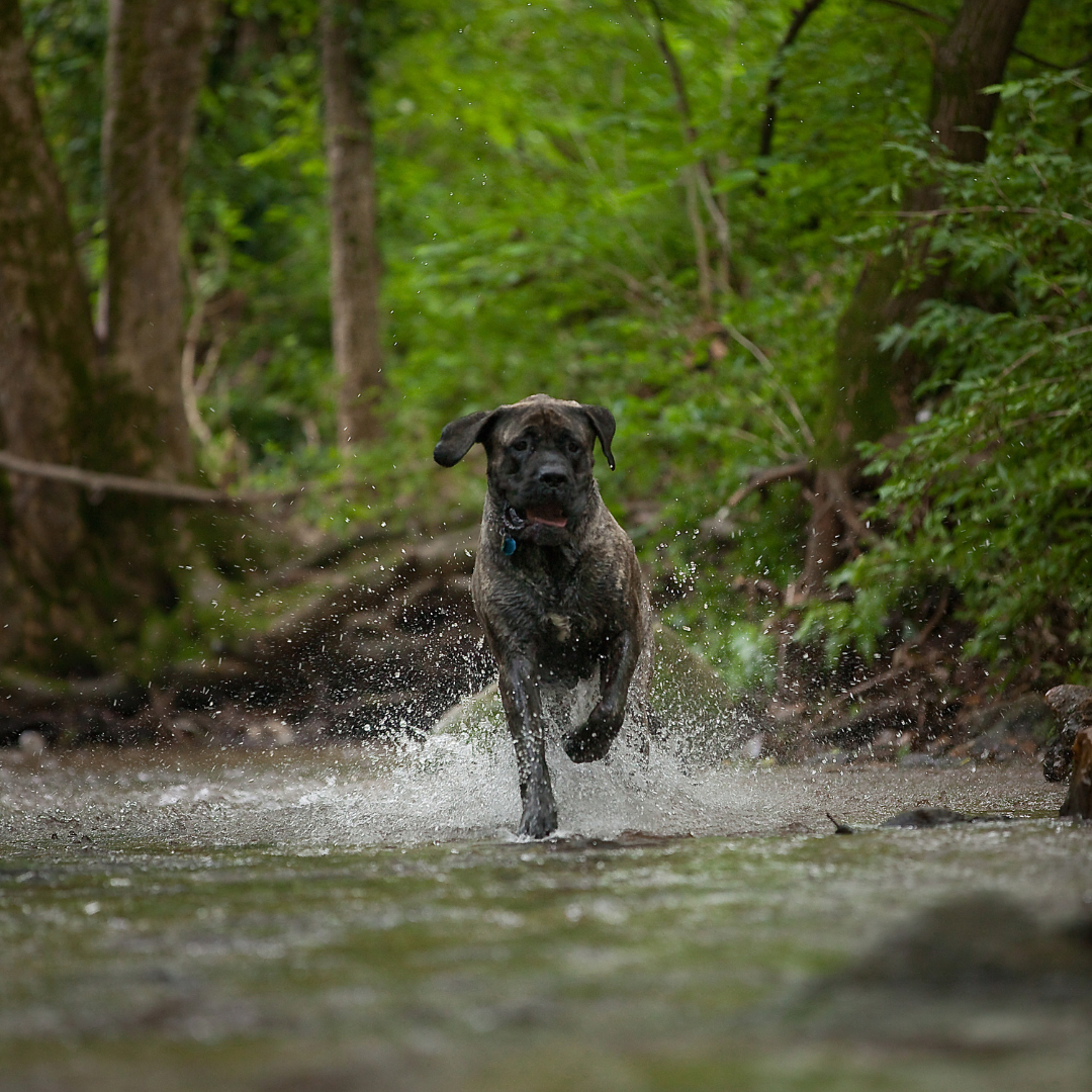 A dog running on water