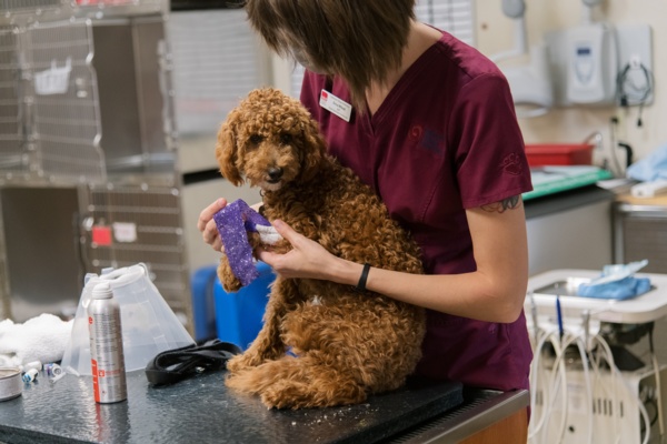 A vet holding a brown dog