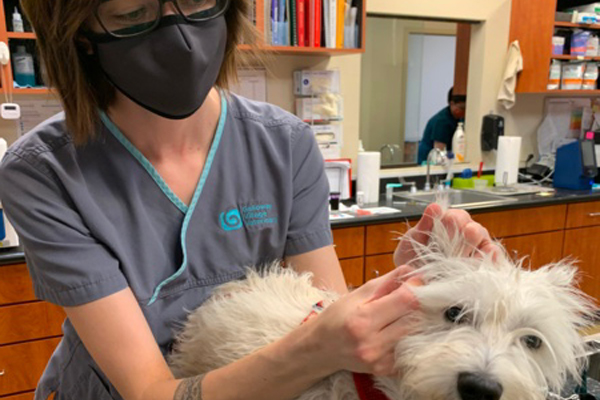 a vet in mask seeing dog ear