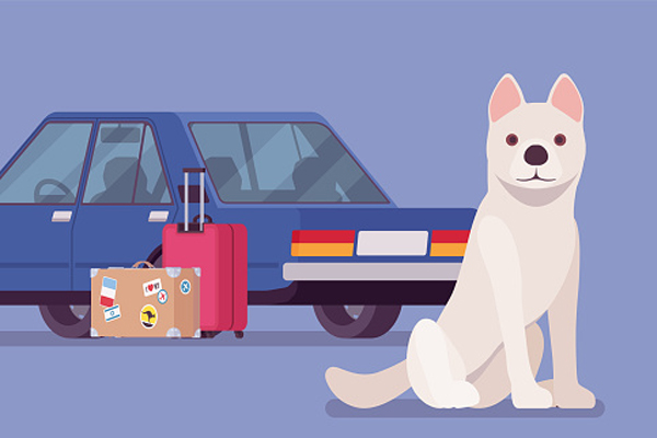 How to Travel With Your Pet?