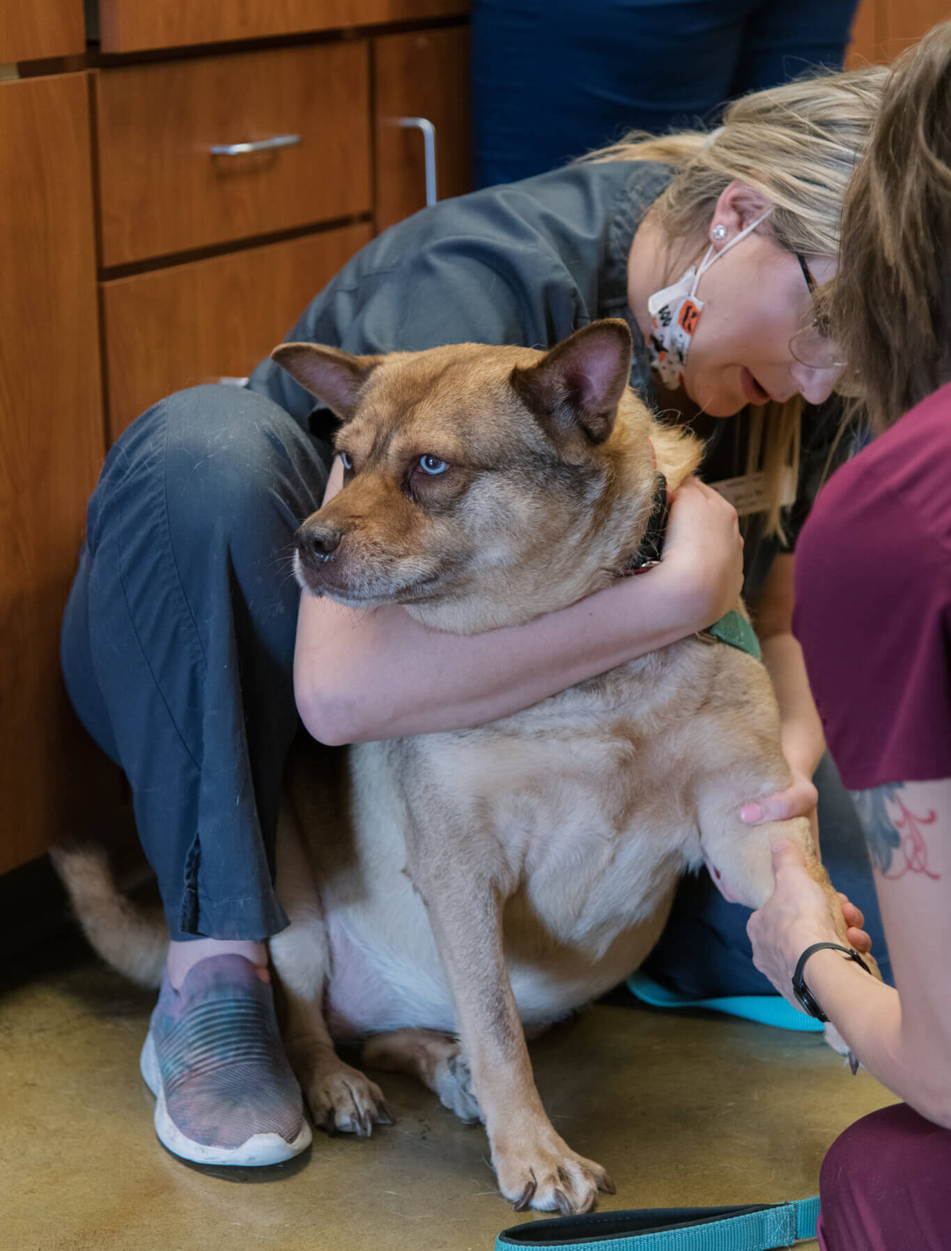 Vet and staff examining a dog