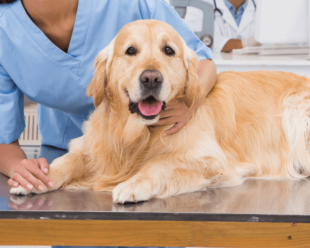 Lady vet examining a dog laying on a table