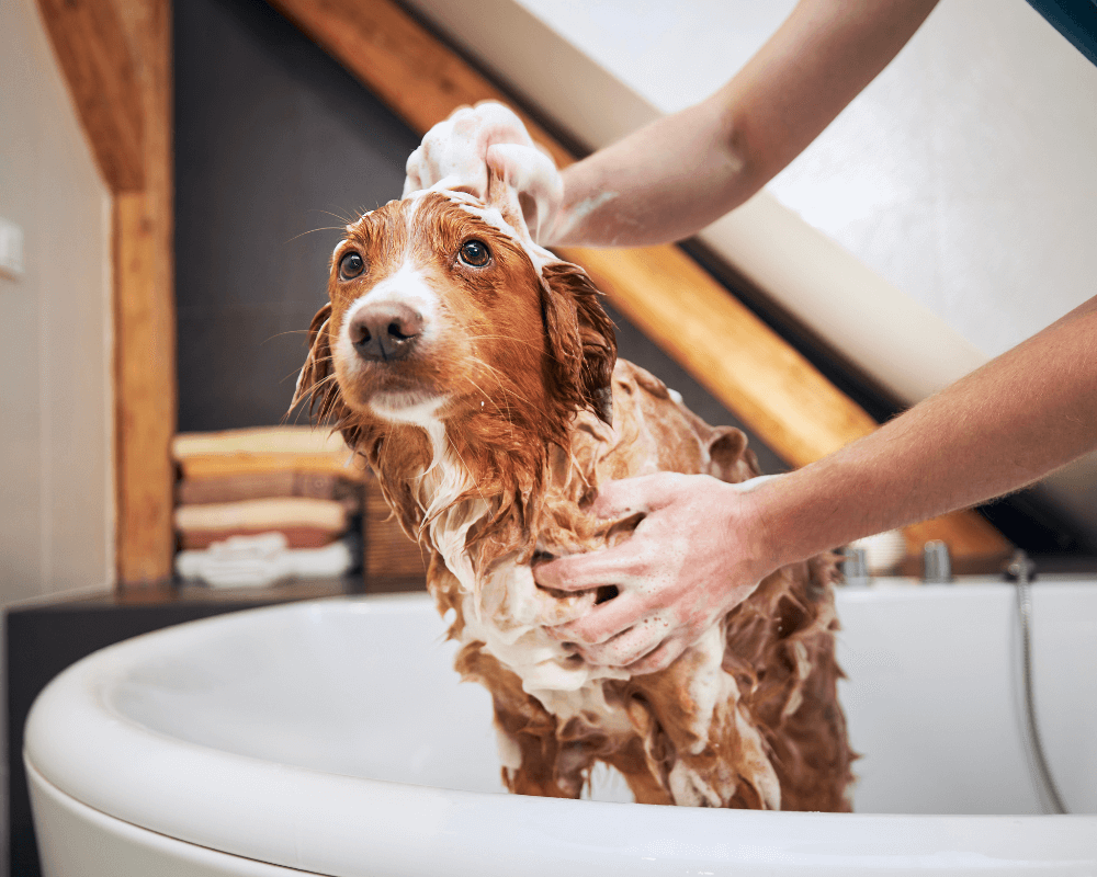 A person making a dog bath in a bath tub