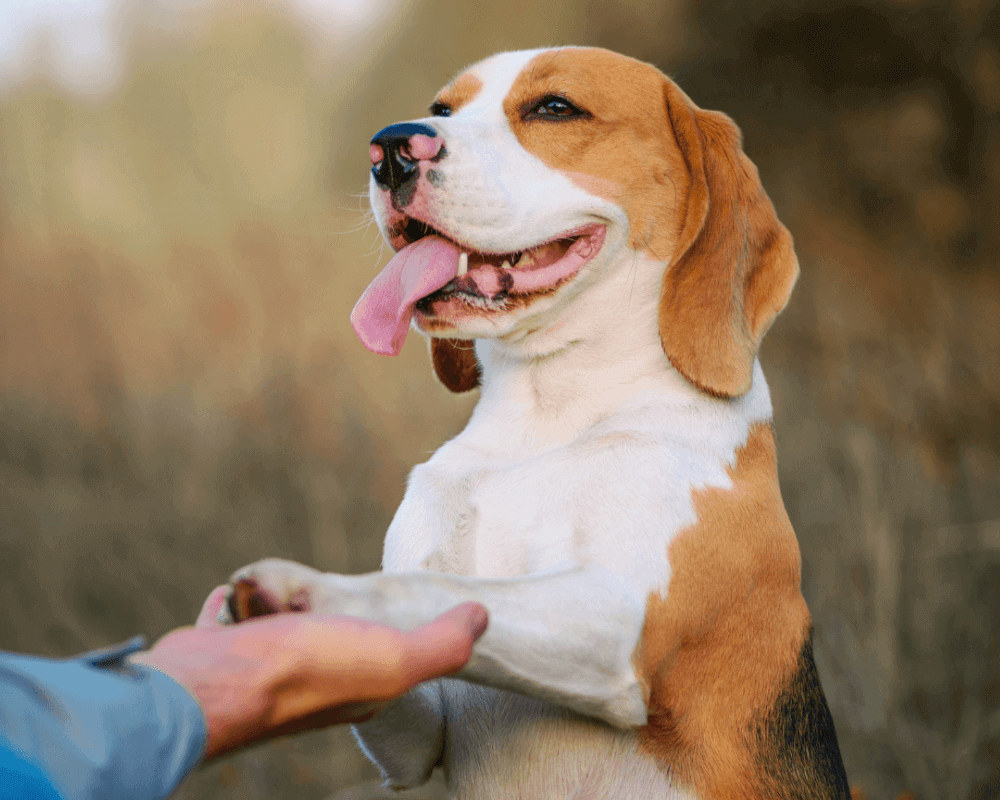 A dog's paws being gently held by a man outdoors