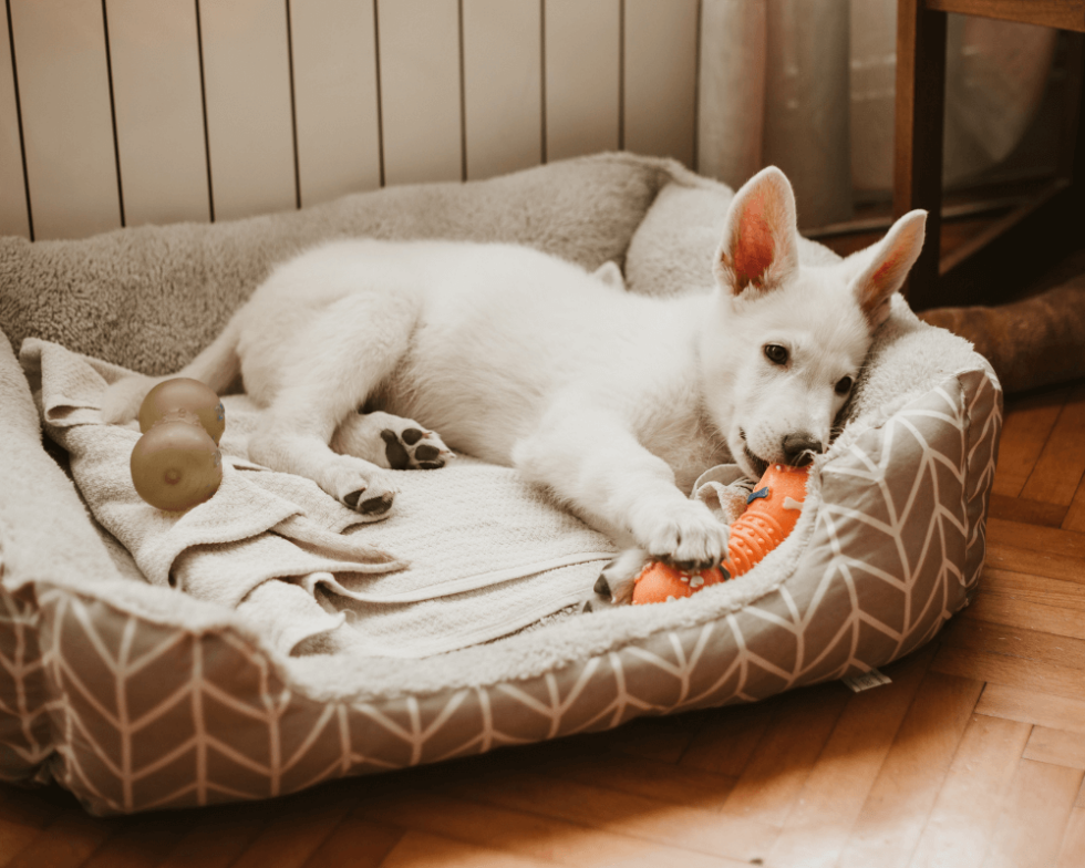 Pet Boarding In Springfield, MO Galloway Village Veterinary
