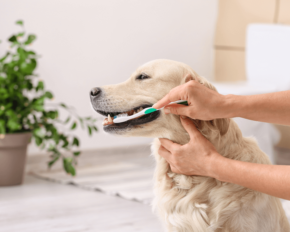 A person brushing a dog's teeth