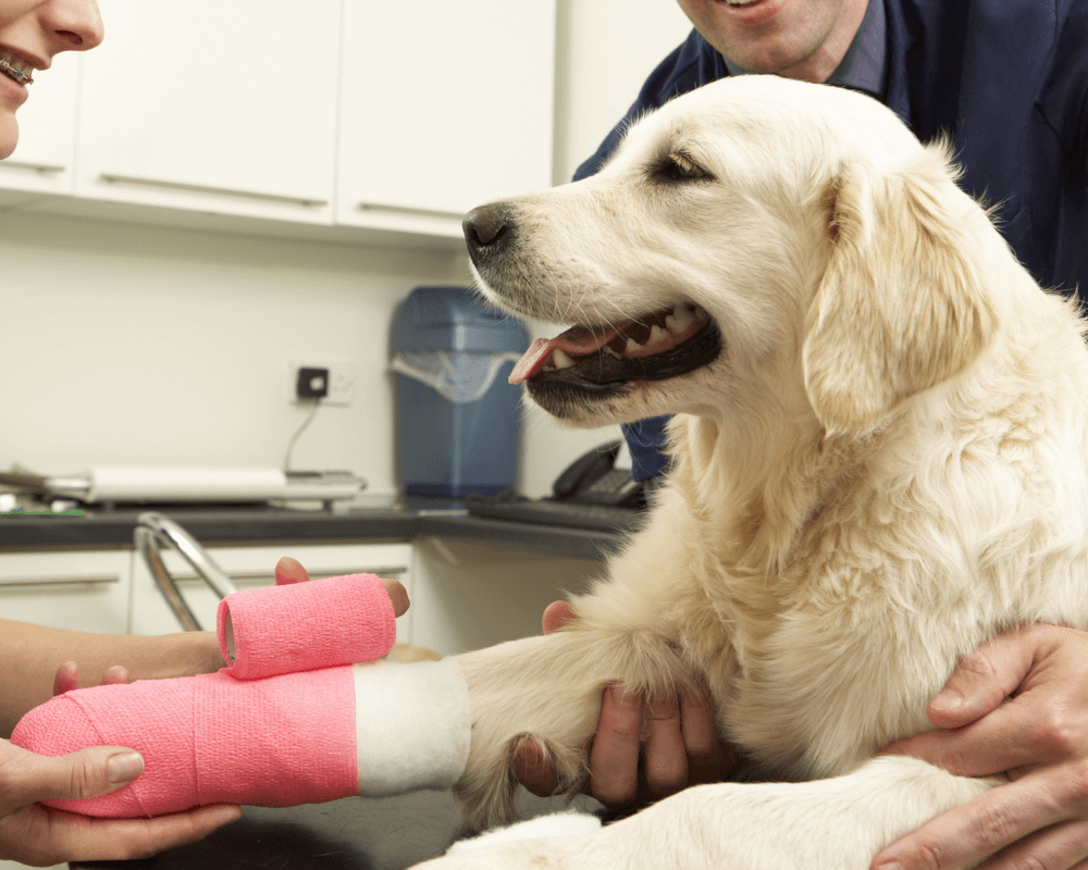 Vets examining a dog with leg injury