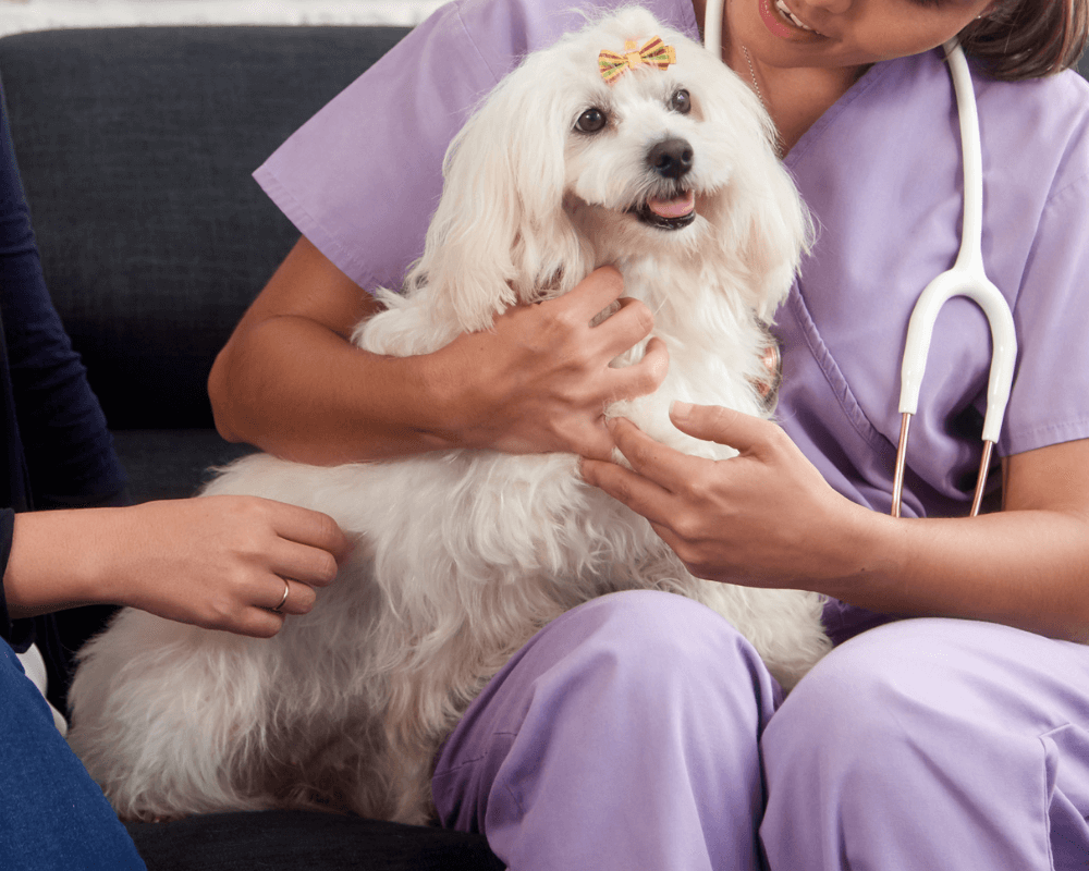 A vet examining a dog by sitting on a sofa with owner nearby