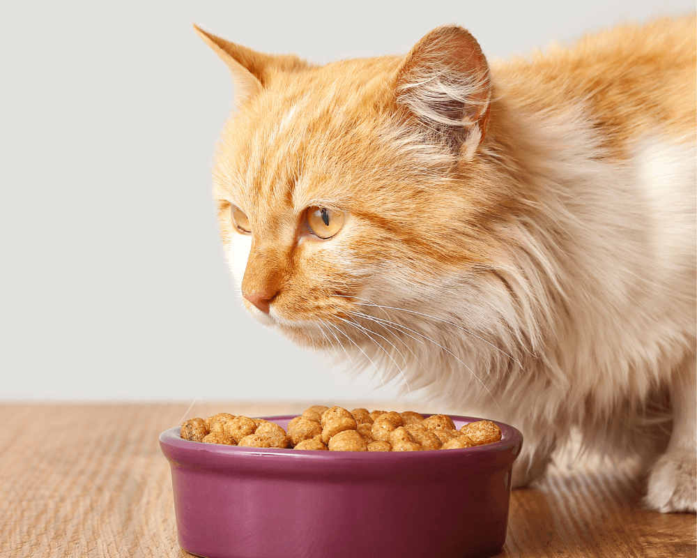 Cat eating food from a bowl