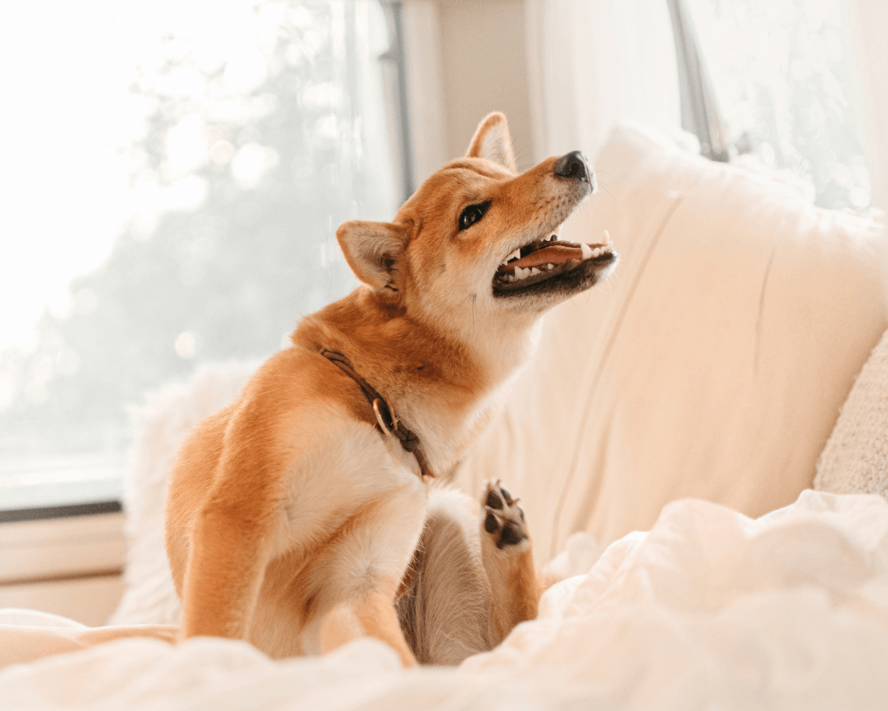 A dog sitting on a bed scratching on itself