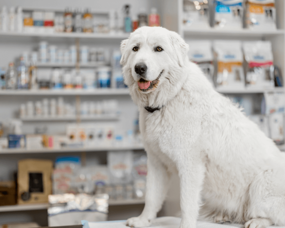 Dog sitting on a table inside pharmacy