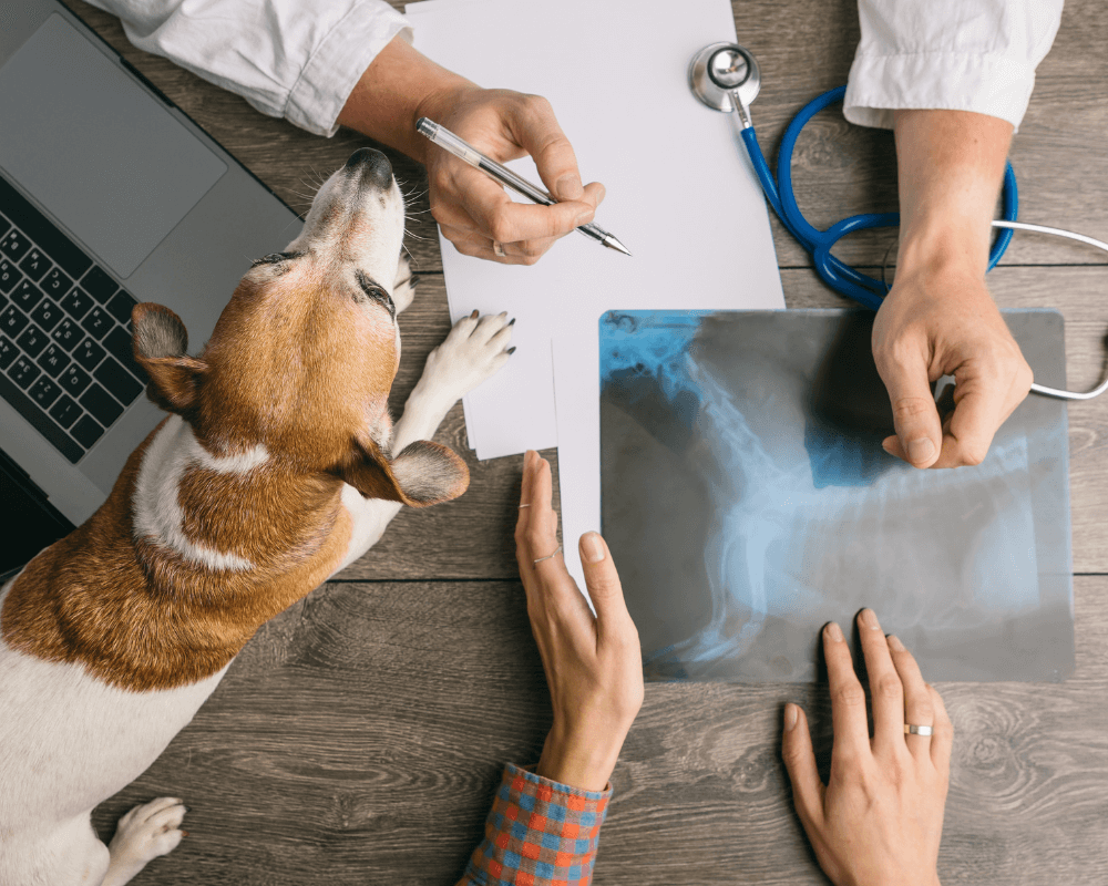 Dog on table with vet and owner examining its X-ray