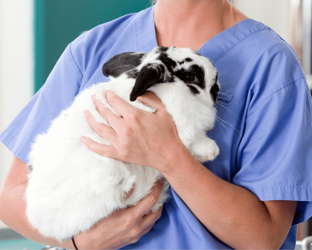 Vet holding a rabbit in hand