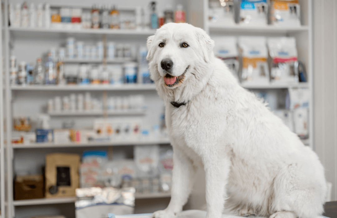 Dog sitting on table inside pharmacy