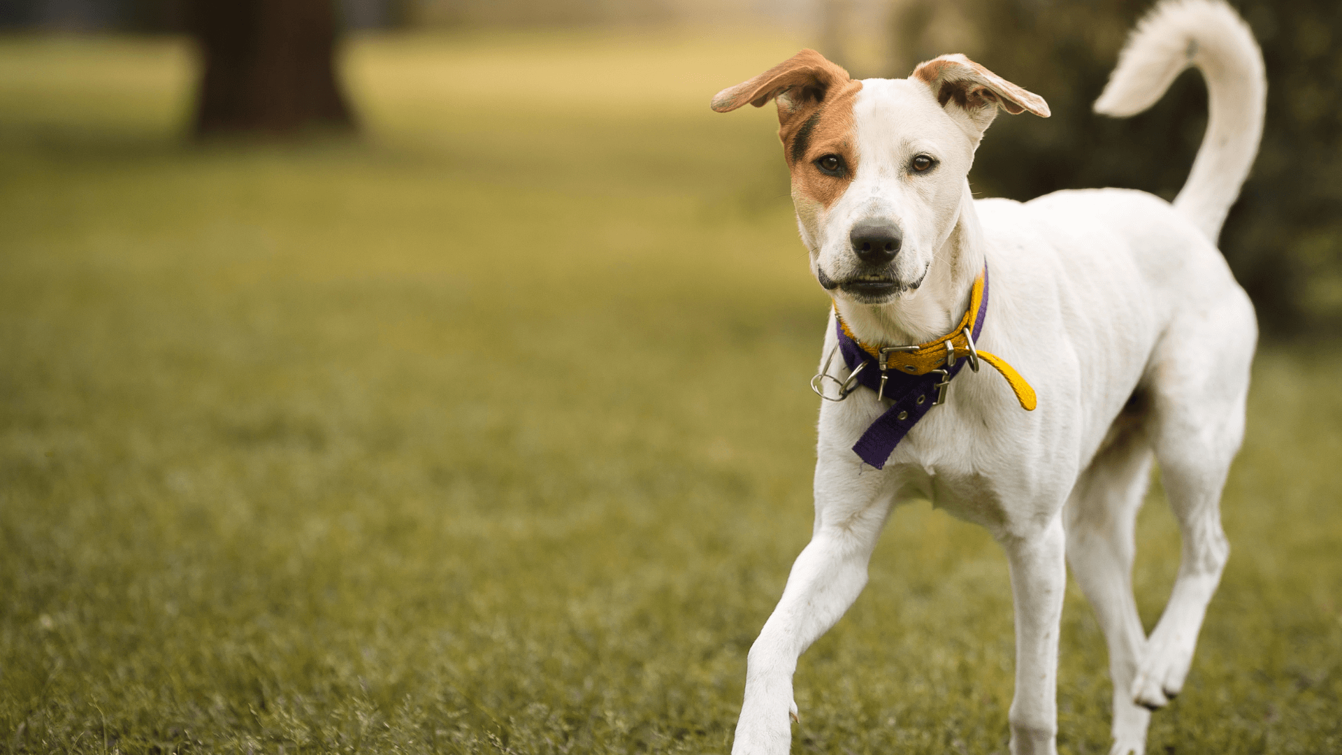 Springfield, MO Vet Services | Galloway Village Veterinary