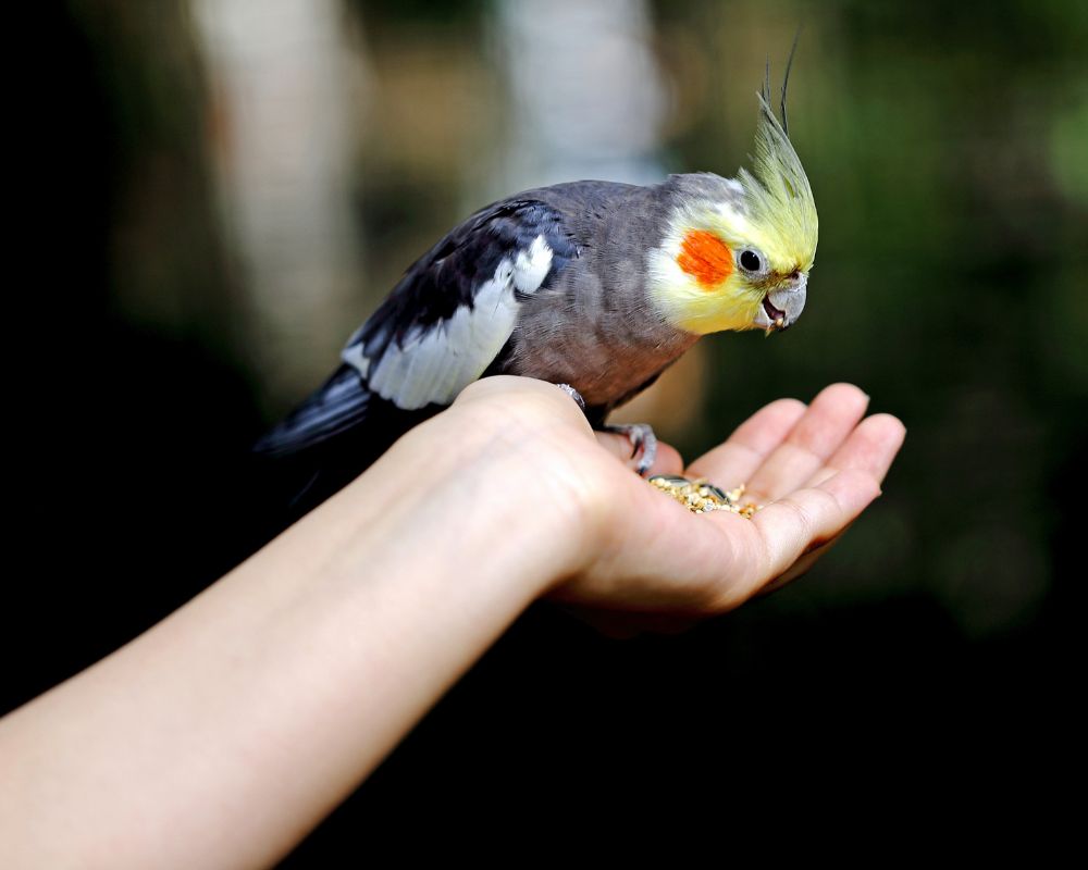 A person gently holding a small bird on their hand