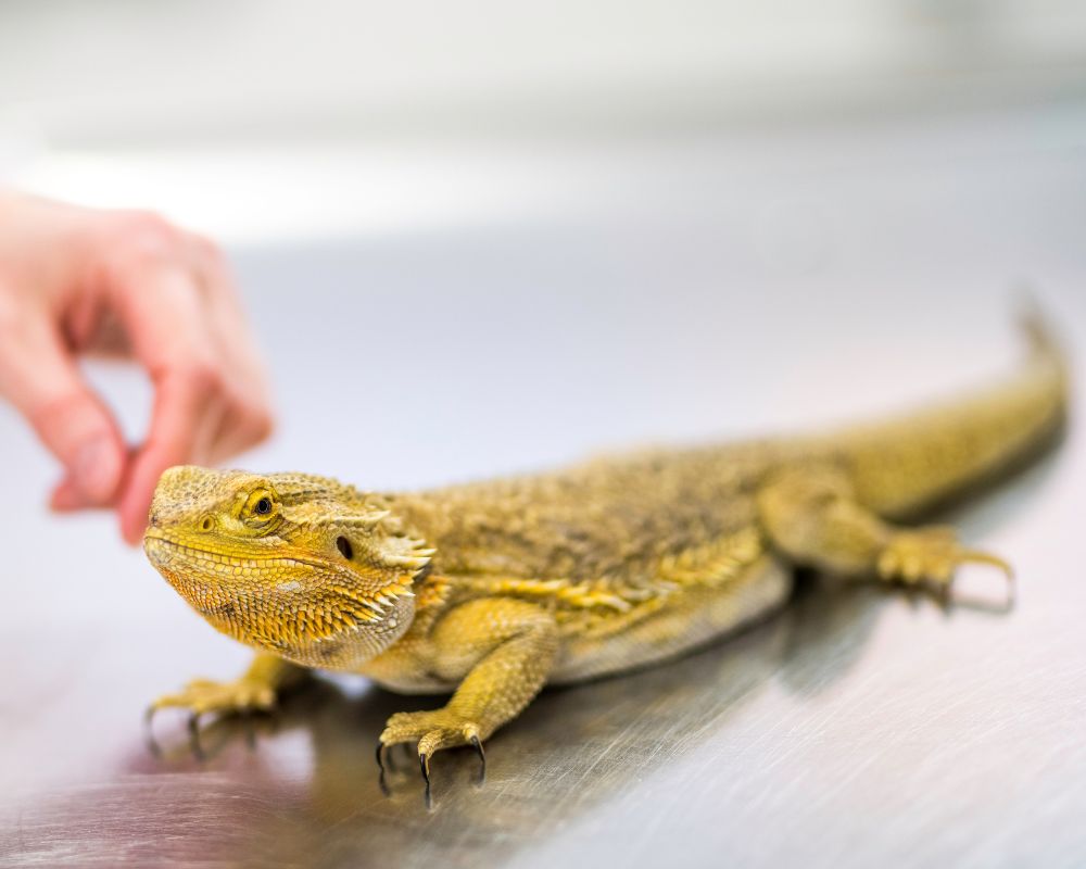 A person gently pets a bearded dragon on a table