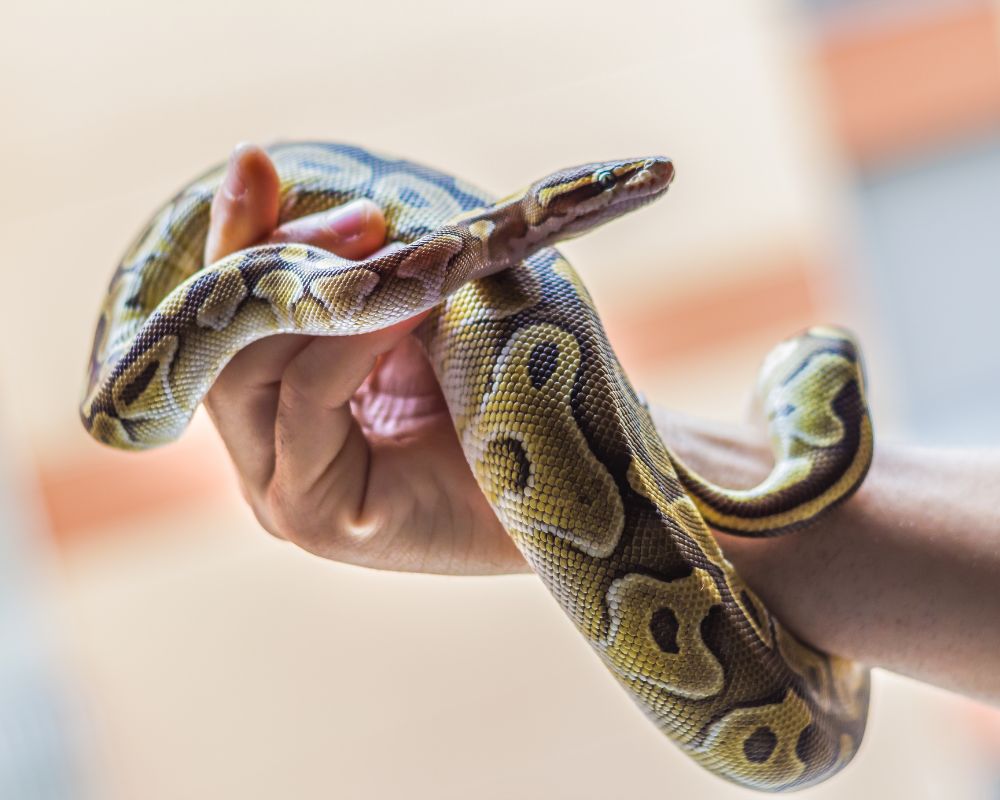 A person holding a snake in their hand, showcasing the bond between humans and reptiles