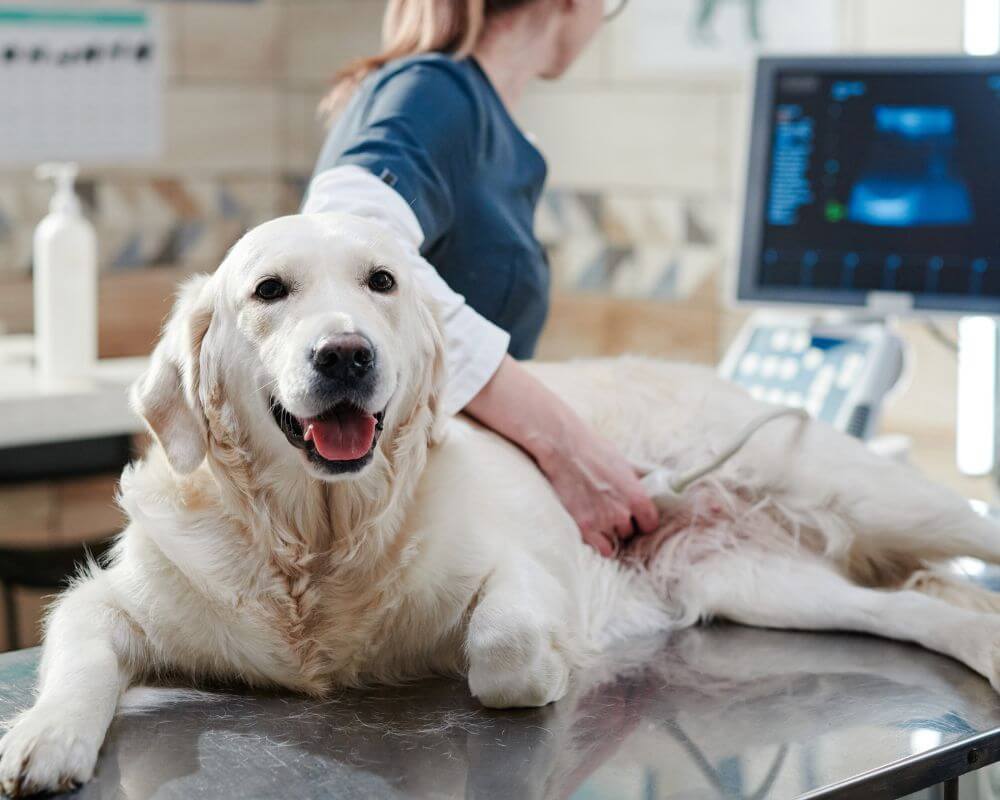 Veterinarian performing an ultrasound scan on a dog